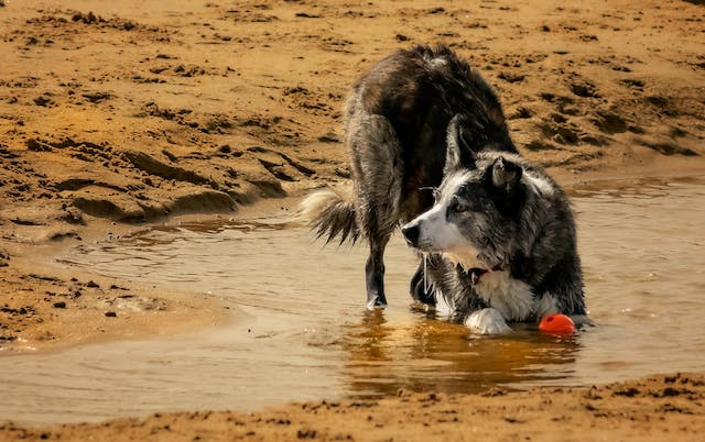 Salviette umidificate per cani: quando e come usarle